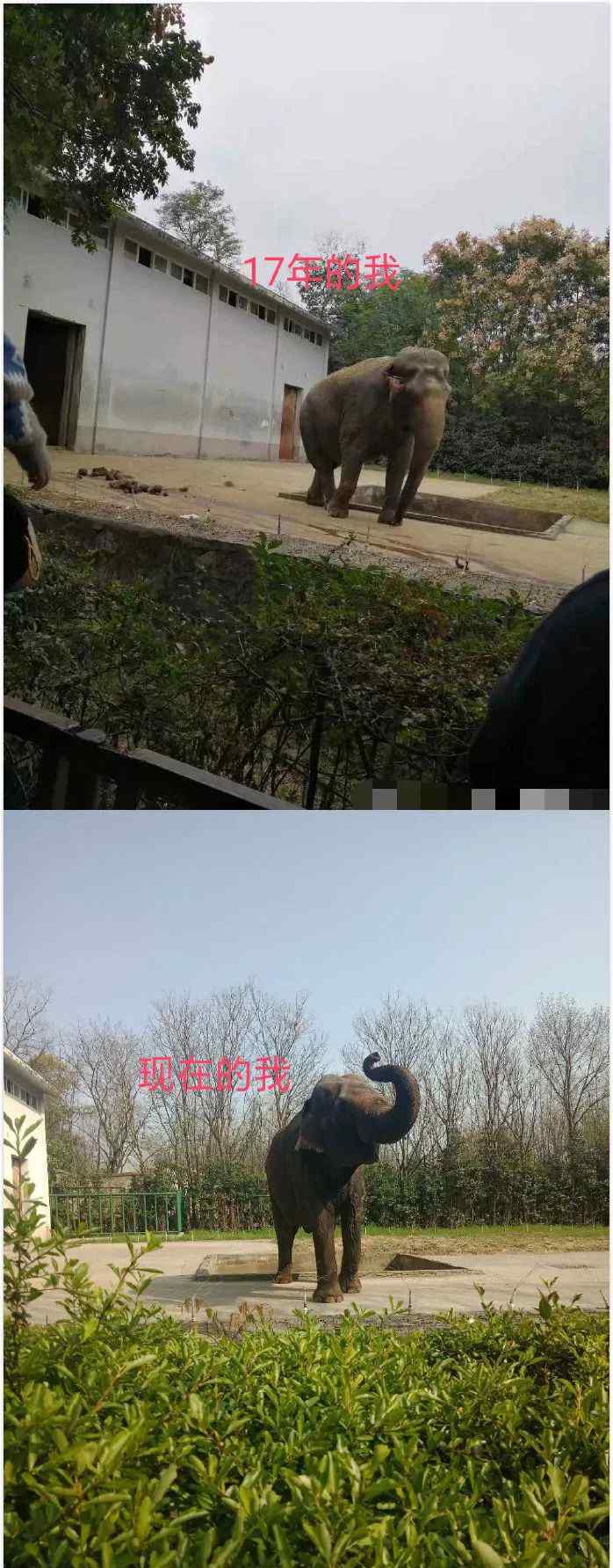 合肥動物園 “合肥野生動物園大象餓到皮包骨”？看看動物園發(fā)來的視頻