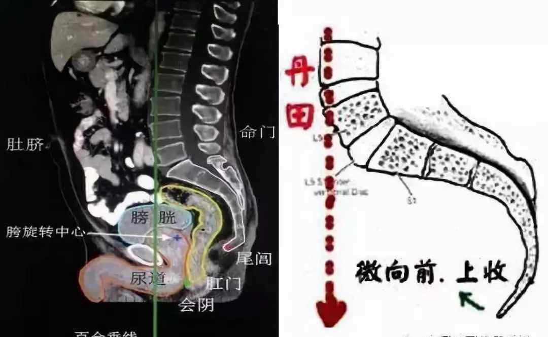 尾骨的精確部位照片【詳解點(diǎn)竅】