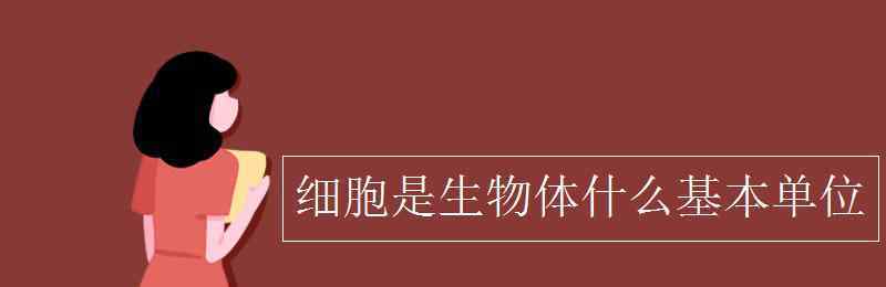 細(xì)胞是生物體什么的基本單位 細(xì)胞是生物體什么基本單位