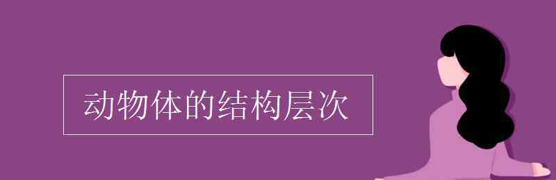 動物體的結(jié)構(gòu)層次 動物體的結(jié)構(gòu)層次