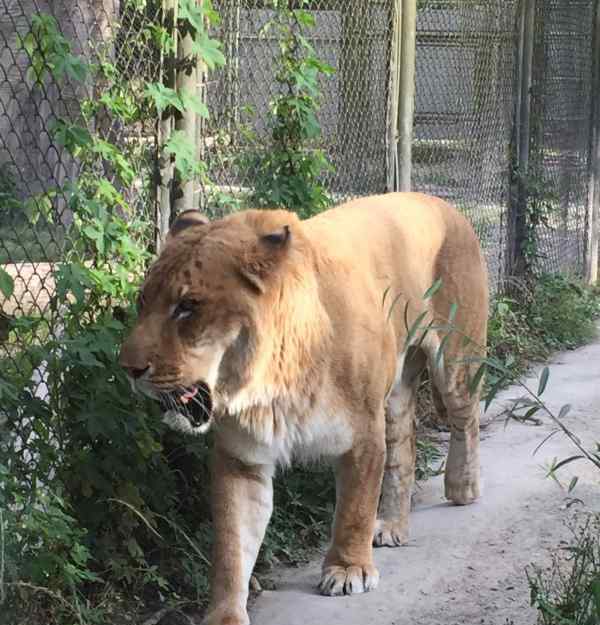 獅虎獸和虎獅獸的差異