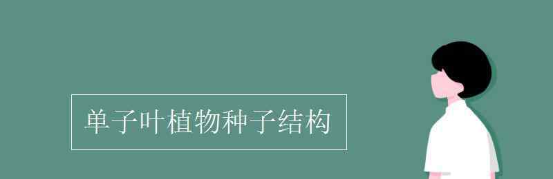 子葉 單子葉植物種子結(jié)構(gòu)