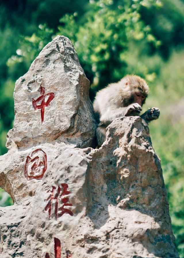 大伙兒了解這種全是神話傳說,但現(xiàn)實生活中卻確實有“花果山水簾