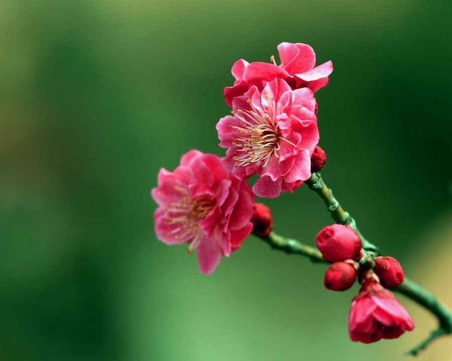 待到山花爛漫時(shí)她在叢中笑