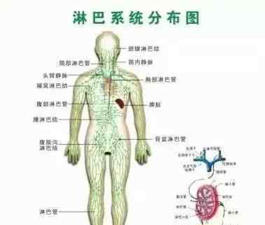 腋下淋巴輸通技巧