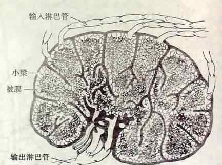 少年兒童淋巴腫大的緣故