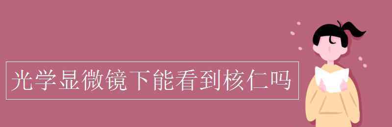 光學(xué)顯微鏡下能看到的細(xì)胞結(jié)構(gòu) 光學(xué)顯微鏡下能看到核仁嗎