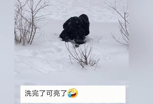 東北大媽用雪洗貂皮大衣真相是什么？