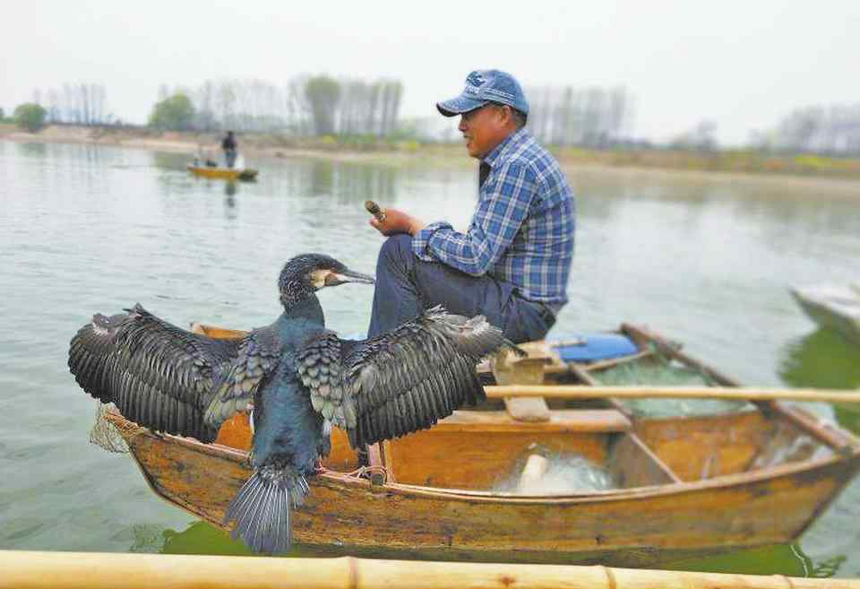 漁夫賈同欣三兄弟仍然持續(xù)著農(nóng)耕時(shí)代這類牧鷹打魚的歷史悠久傳統(tǒng)