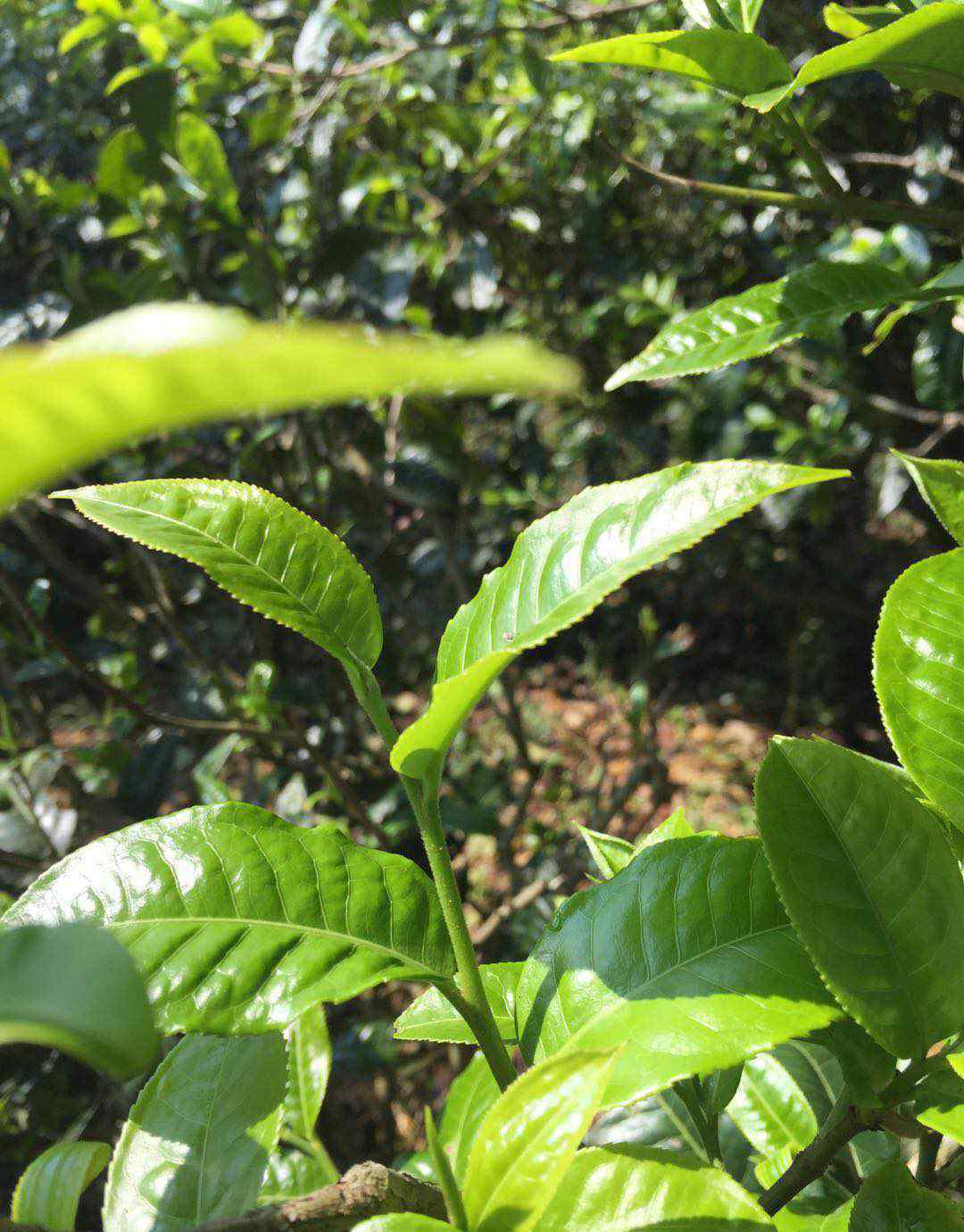 普洱熟茶確實(shí)能夠減肥嗎?