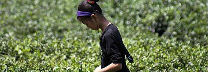 口唇采茶 為什么處女才能采茶？