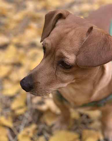 狂犬病致死率 【重磅好消息】科學家找到抑制狂犬病毒關鍵開關 發(fā)病后死亡率近100%