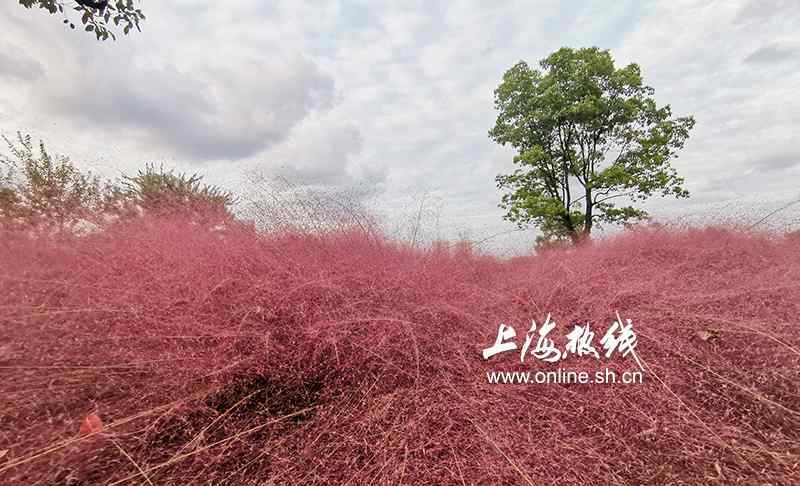 粉黛草 美炸了！上海濱江的粉色之美 黃浦江邊現(xiàn)大片粉黛亂子草引市民拍照