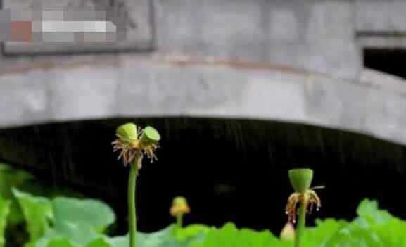 并蒂蓮圖片 南京玄武湖并蒂蓮被游客摘下 并蒂蓮什么樣子？圖片曝光