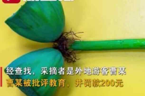 并蒂蓮圖片 南京玄武湖并蒂蓮被游客摘下 并蒂蓮什么樣子？圖片曝光