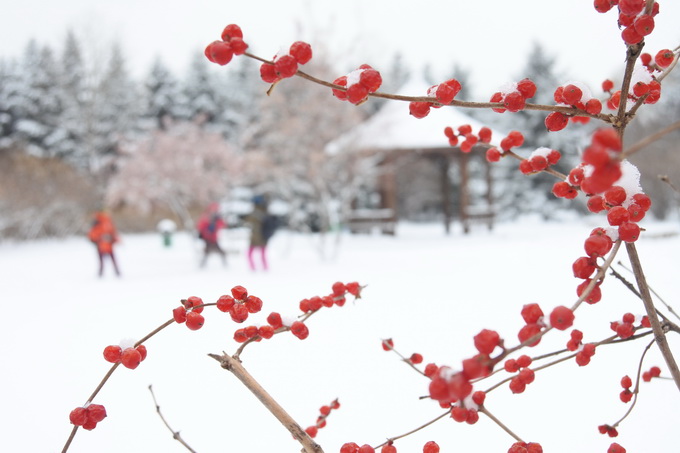 “雪打彩葉” “踏雪尋梅”……13.2萬游客到北京各公園賞初雪