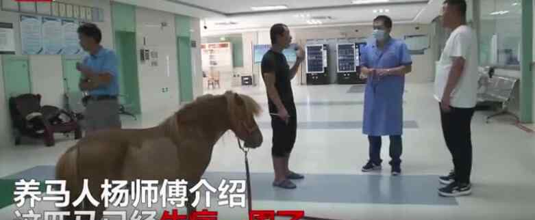 pony馬 【人不如馬】30多萬(wàn)小馬住空調(diào)單間焦躁不安 荷蘭純種pony馬患了空調(diào)病