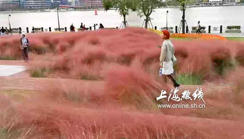 粉黛草 美炸了！上海濱江的粉色之美 黃浦江邊現(xiàn)大片粉黛亂子草引市民拍照