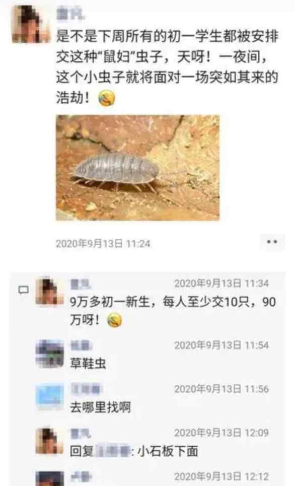 鼠婦 鼠婦實慘！昆明9萬學生全城找鼠婦做實驗 發(fā)生了什么？