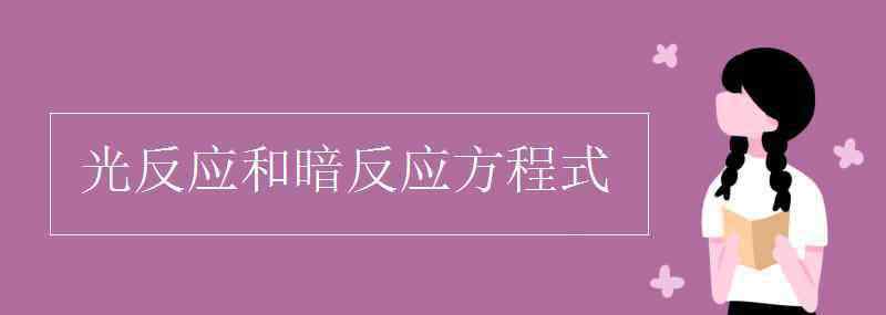 光反應(yīng) 光反應(yīng)和暗反應(yīng)方程式