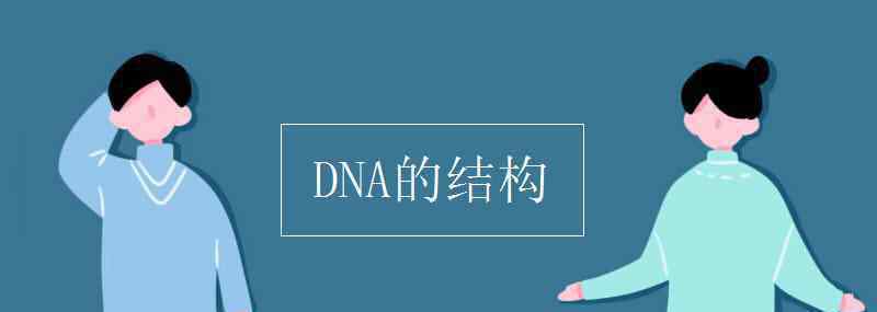 dna分子的結(jié)構(gòu) DNA的結(jié)構(gòu)