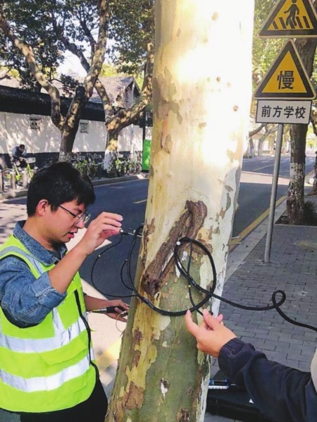 蘇州主城區(qū)行道樹建立“健康檔案” 2289株法桐開展健康“問診”