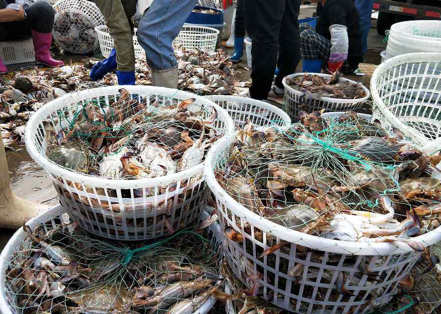 包圓 青島漁港碼頭魚(yú)蟹上岸 小雜魚(yú)剛上岸就被“包圓”