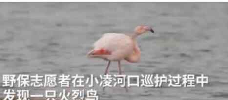 火烈鳥可能迷路了 蠢萌！火烈鳥可能迷路了將在東北越冬 火烈鳥智商比較低被吐槽