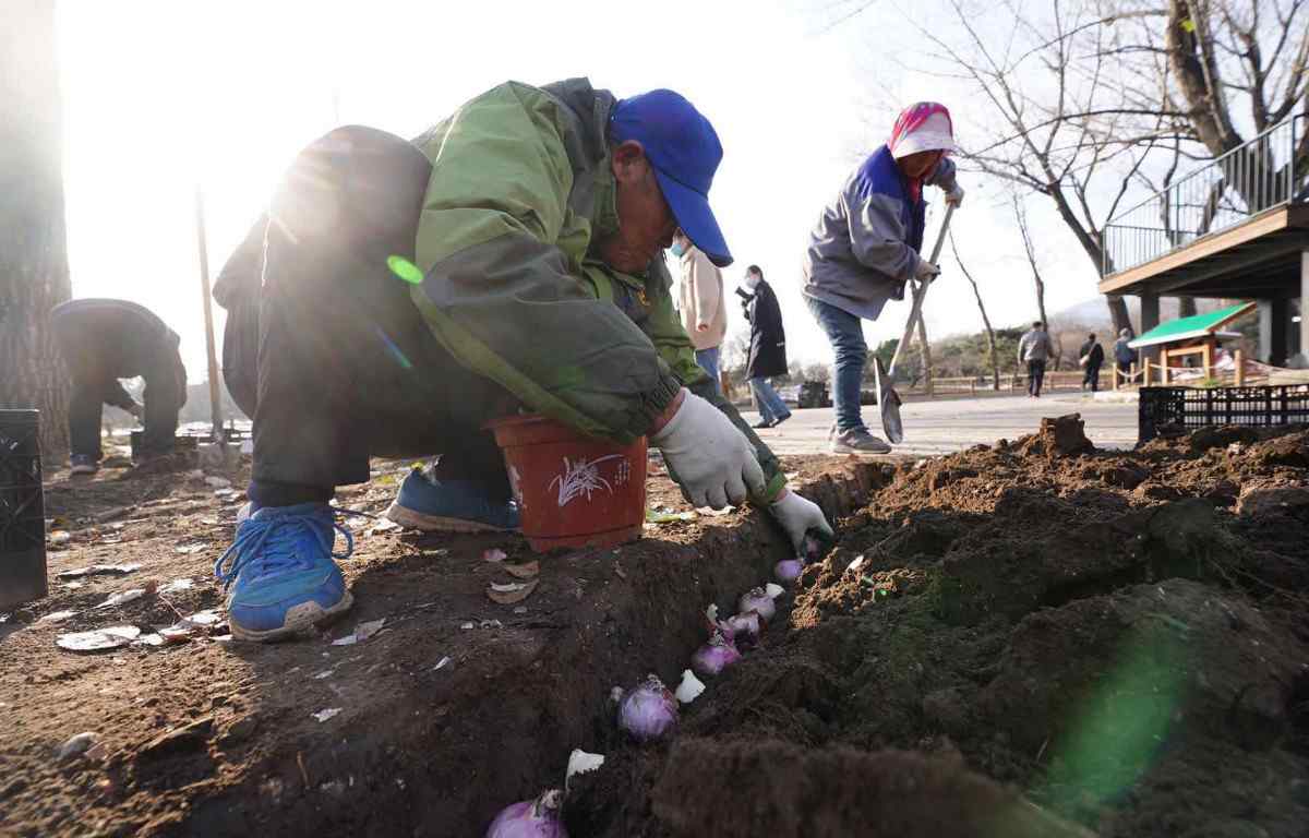 北京植物園“進(jìn)駐”20萬株“洋蔥”？明年開春后將成多彩花海