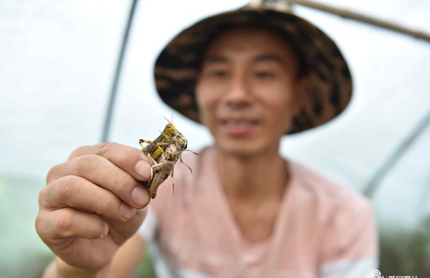 養(yǎng)螞蚱 山東日照一村民養(yǎng)螞蚱一年賣20多噸 秘方“螞蚱醬”成爆款美食