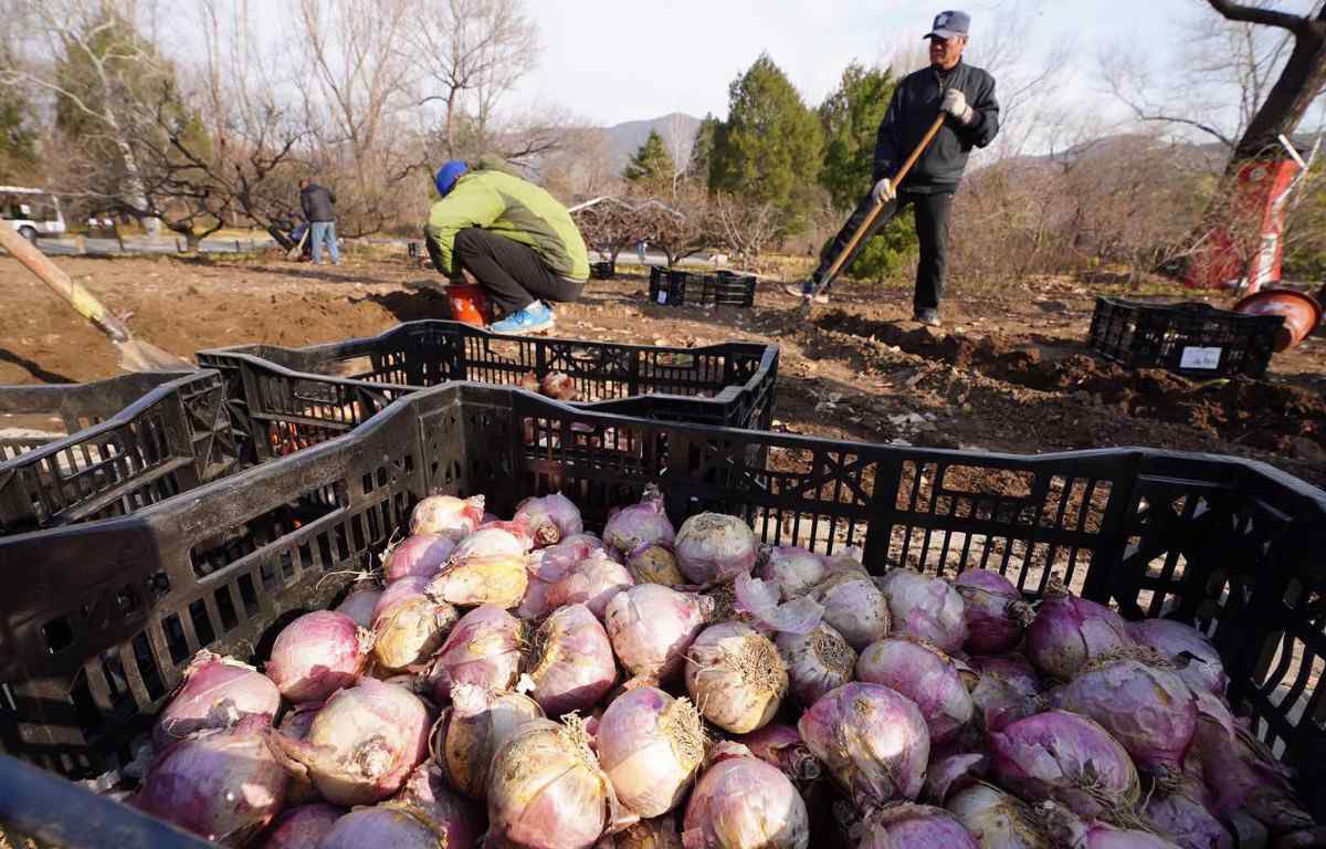 北京植物園“進(jìn)駐”20萬株“洋蔥”？明年開春后將成多彩花海