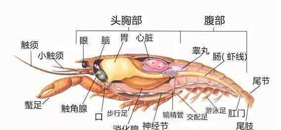 在中國丟臉的侵略物種 我國已發(fā)現(xiàn)660多種外來入侵物種，小龍蝦曾上榜入侵物種名錄！但……