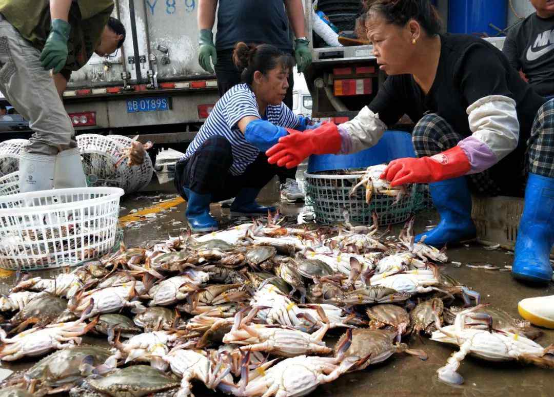 包圓 青島漁港碼頭魚蟹上岸 小雜魚剛上岸就被“包圓”