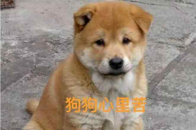 深圳辦證 出名了！深圳田園犬可辦證 世界名犬中華田園犬上線