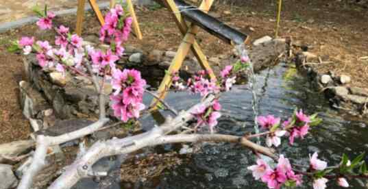 桃花節(jié) 人間三月芳菲盡 沂源桃花島桃花節(jié)開幕