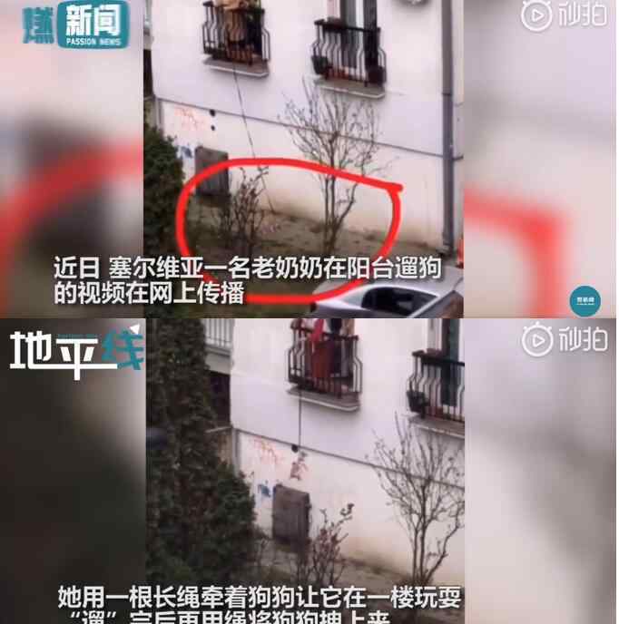 塞爾維亞奶奶陽臺遛狗 硬核！塞爾維亞奶奶陽臺遛狗 “遛”完后再用繩將狗狗拽上來