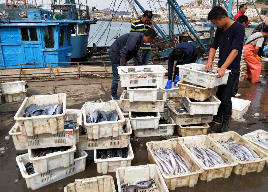 包圓 青島漁港碼頭魚蟹上岸 小雜魚剛上岸就被“包圓”