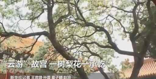 承乾宮 云游！故宮承乾宮梨花盛開 一樹梨花一承乾帶你感受春色滿園