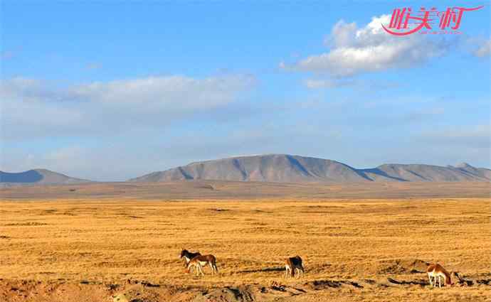 可可西里申遺 可可西里申遺成功 有著舉世無雙的生物多樣性