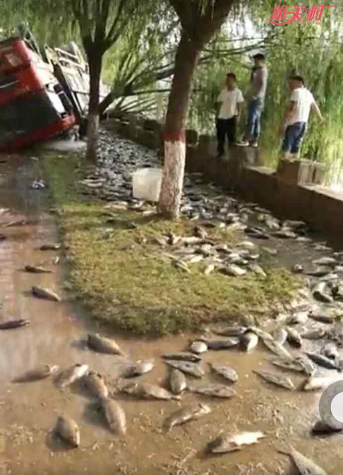 車側(cè)翻魚兒遭哄搶 水產(chǎn)車側(cè)翻魚兒遭哄搶 不顧交警阻攔上演搶魚大戰(zhàn)