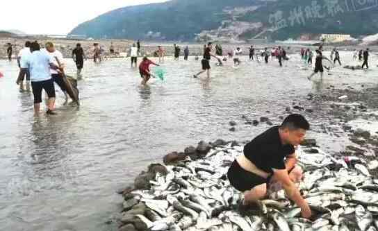 螺獅青 浙江驚現(xiàn)飛魚奇觀 邊密密麻麻地蹦跶 吸引眾多市民抓魚