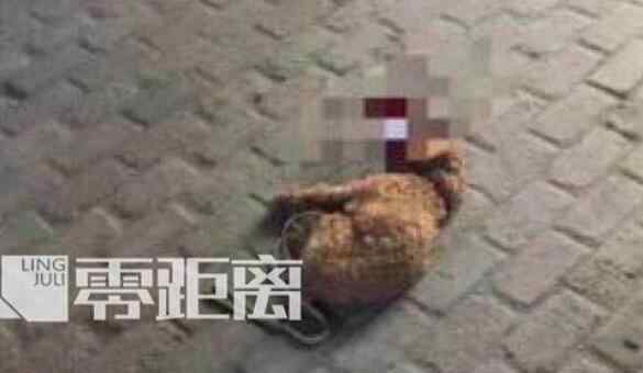 家狗 血腥一幕！兒子被咬摔死泰迪 狗主人：為了我家狗狗全場(chǎng)打7折！