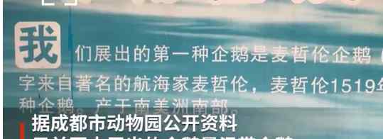 天兒有多冷？成都的企鵝都開始烤火取暖了 網(wǎng)友：難怪去動物園沒看到企鵝