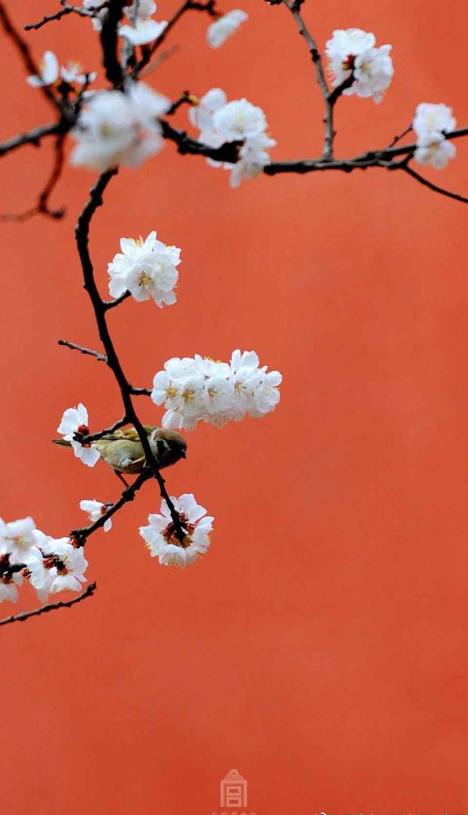 櫻花分期 櫻花浪漫，桃花灼灼，卻不若“杏花春雨楊柳風(fēng)，紅墻綠瓦宮門(mén)重。...