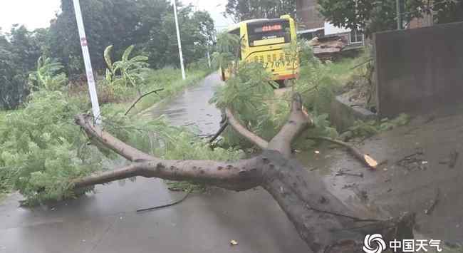 凡比亞 二手臺風？白鹿二次登陸福建 臺風路徑跟“凡比亞”相似