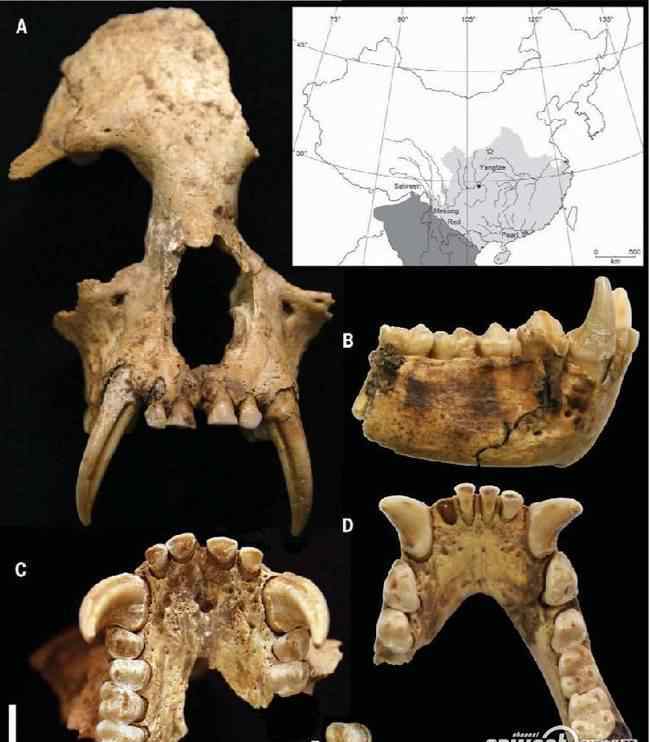 秦始皇祖母陵 秦始皇祖母陵園現(xiàn)已滅絕長臂猿遺骸 如今長臂猿生活空間急劇萎縮