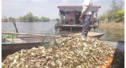 萬畝魚蟹死絕 洪澤湖：萬畝魚蟹死絕 部分群眾出現(xiàn)惡心頭疼現(xiàn)象