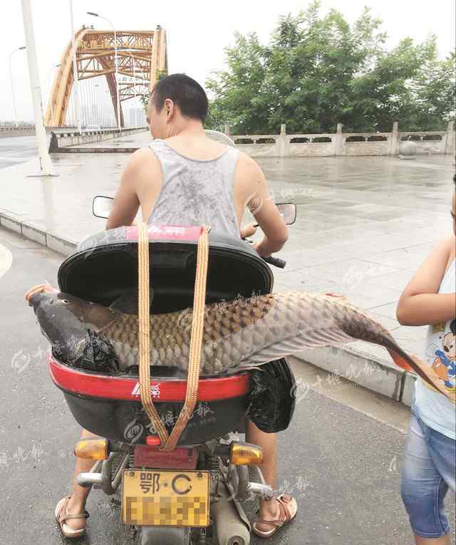 鄖陽漢江大橋 本想釣魚被魚釣走！大魚拖走魚竿 鄖陽漢江大橋盛產(chǎn)大魚