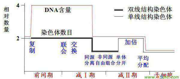 減數(shù)分裂過程圖 減數(shù)過程中染色體,DNA數(shù)量變化曲線