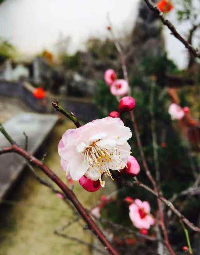 不修羅漢修梅花 買一樓被笑傻，不知我在100平小院種花養(yǎng)魚多愜意